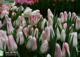 Tulipa Holland Chic ® (2)